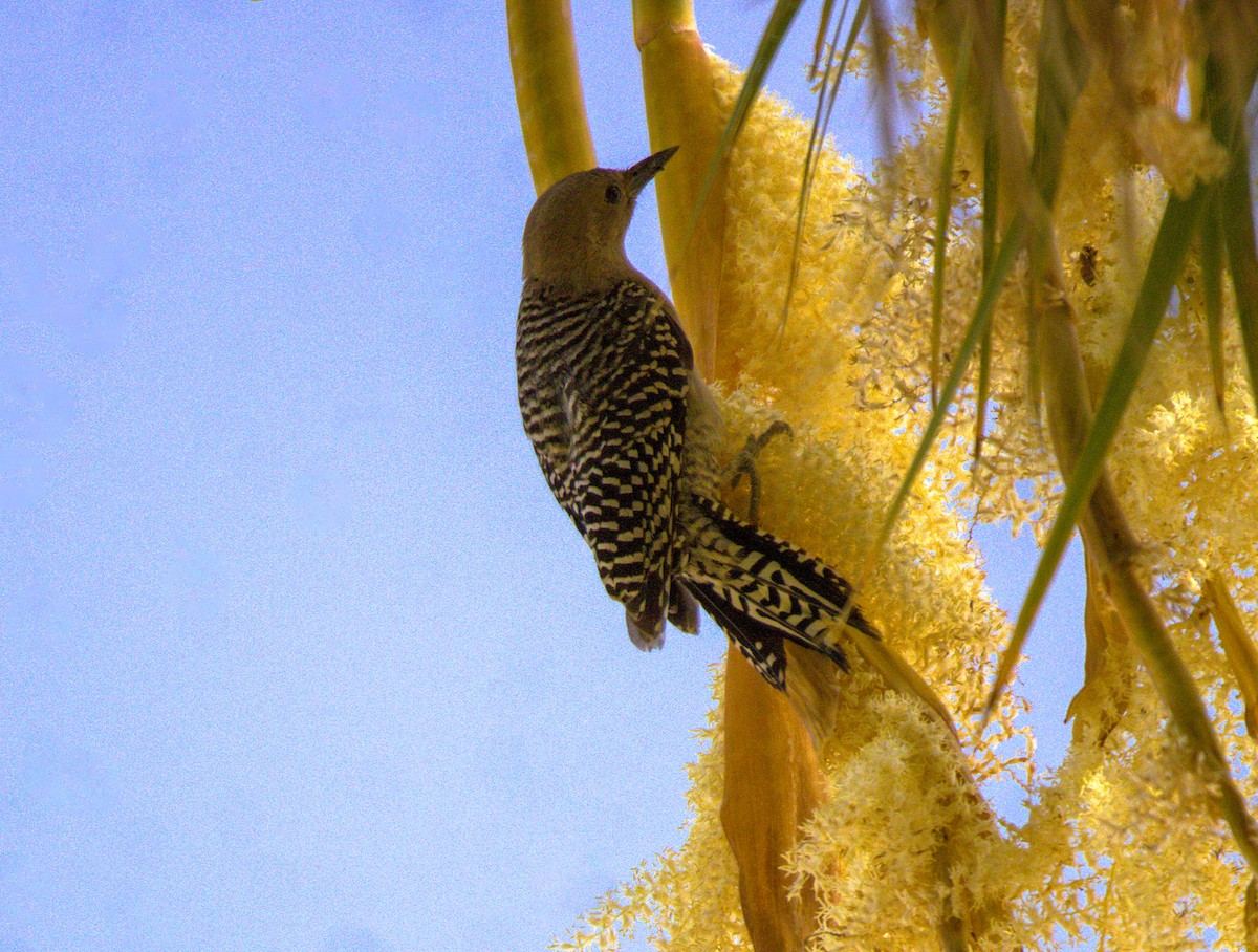 Carpintero de Gila - ML620749017