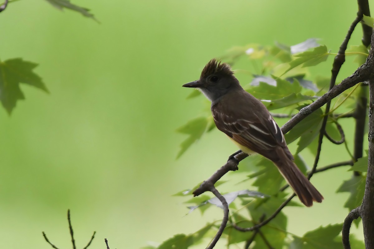 Great Crested Flycatcher - ML620749021
