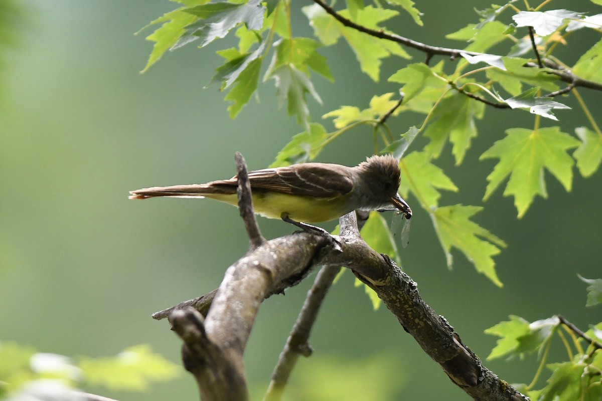 Great Crested Flycatcher - ML620749025