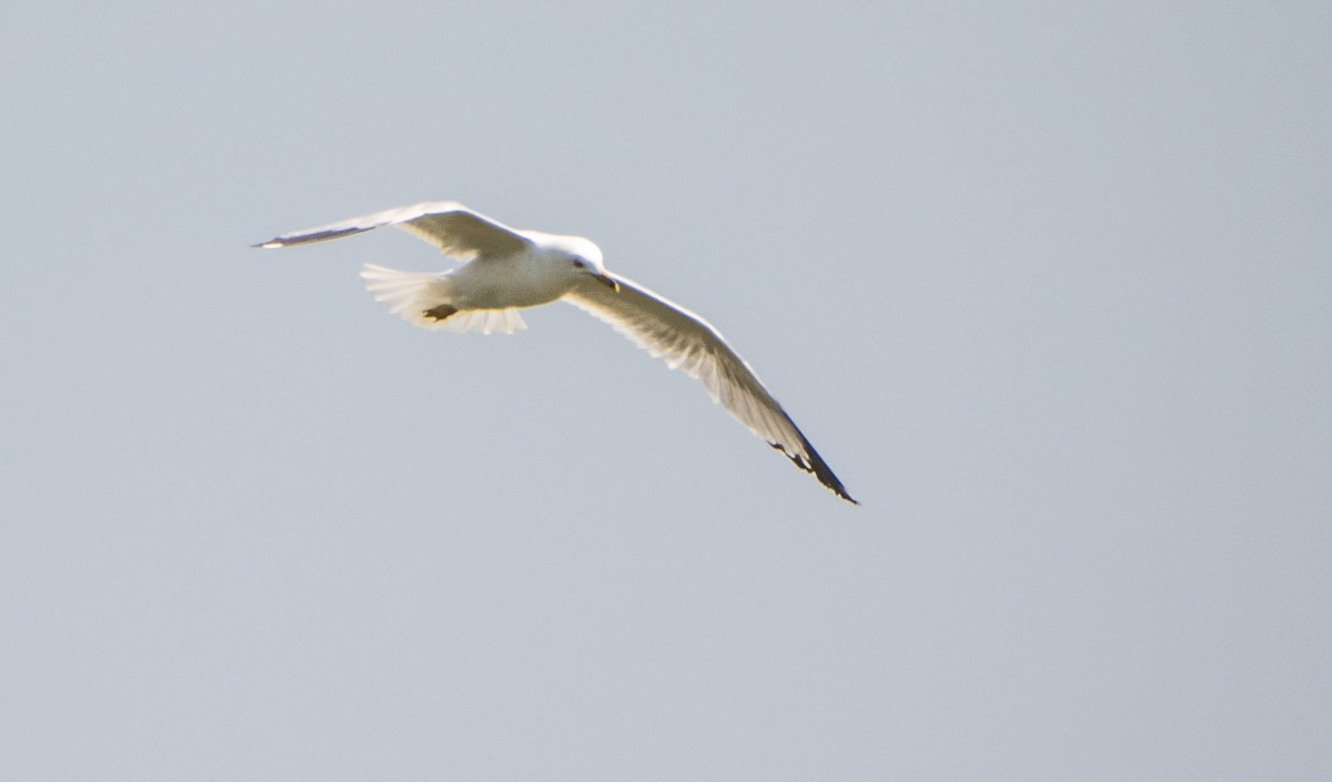 Ring-billed Gull - ML620749031