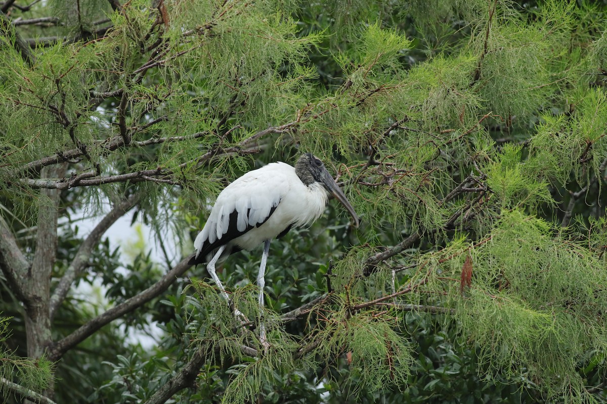 Wood Stork - ML620749033