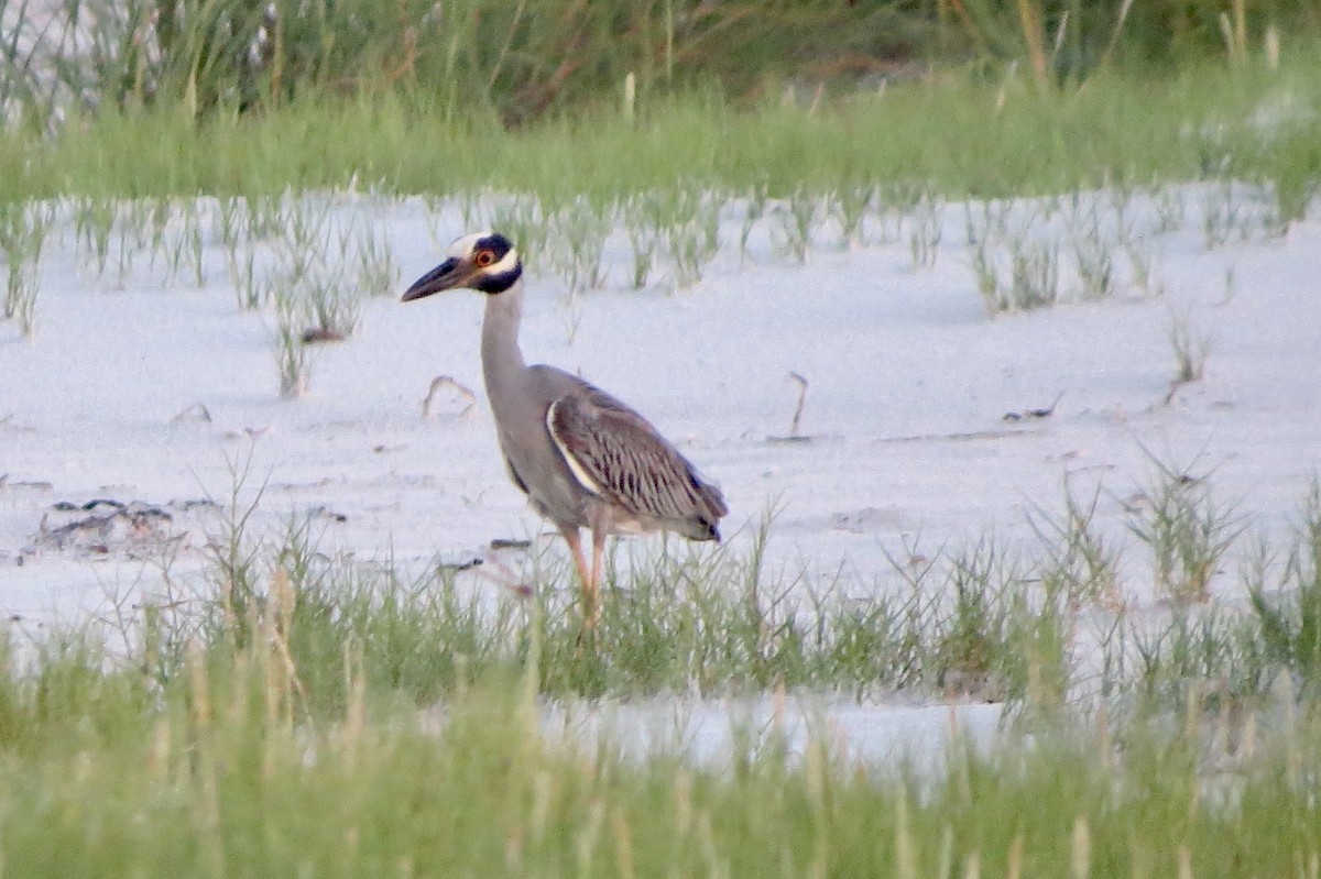 Yellow-crowned Night Heron - ML620749034