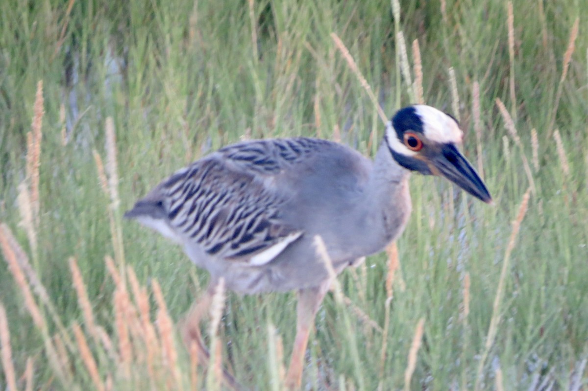 Yellow-crowned Night Heron - ML620749035