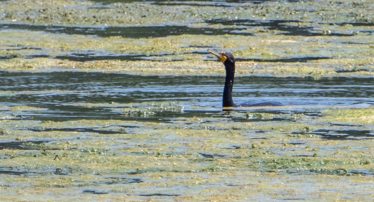 Double-crested Cormorant - ML620749036