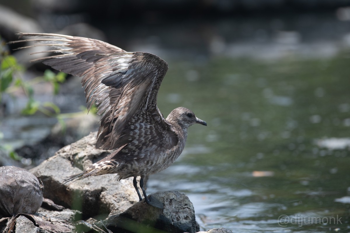 Pomarine Jaeger - DIJUMON KP