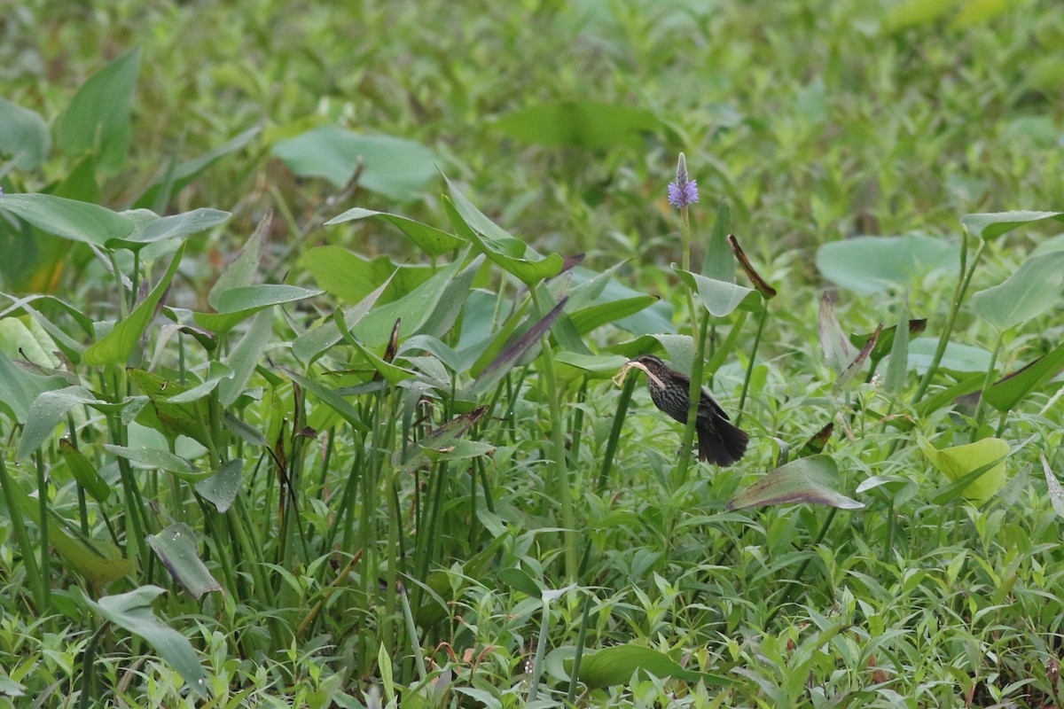 Red-winged Blackbird - ML620749046