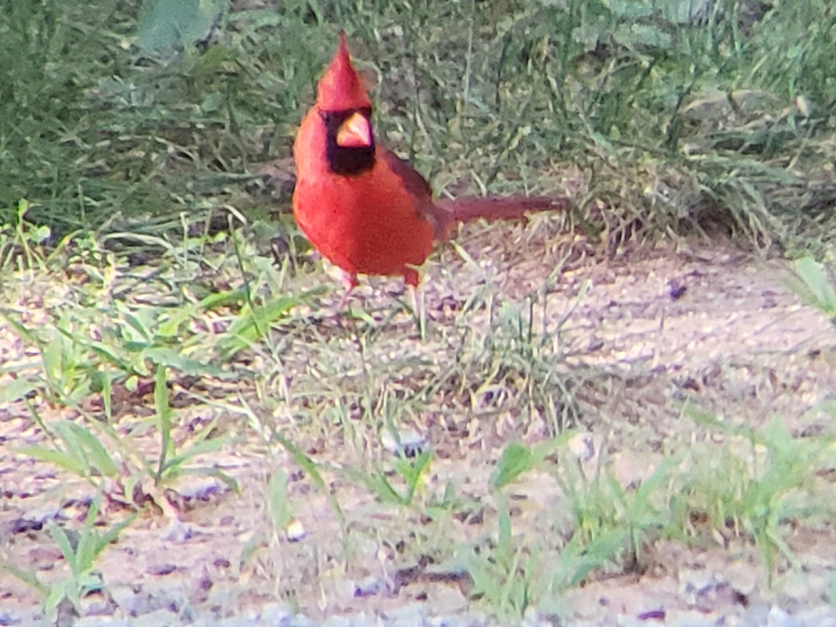 Northern Cardinal - ML620749048