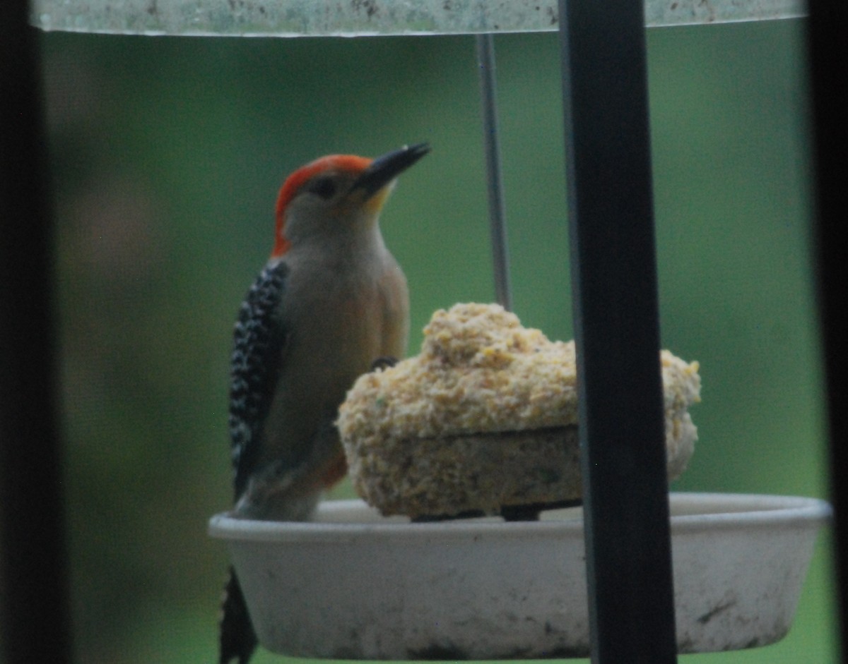 Red-bellied Woodpecker - ML620749049
