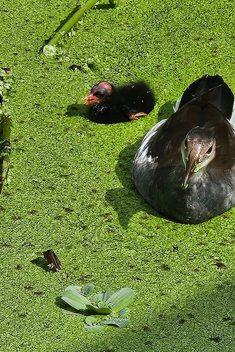 Common Gallinule (American) - ML620749051