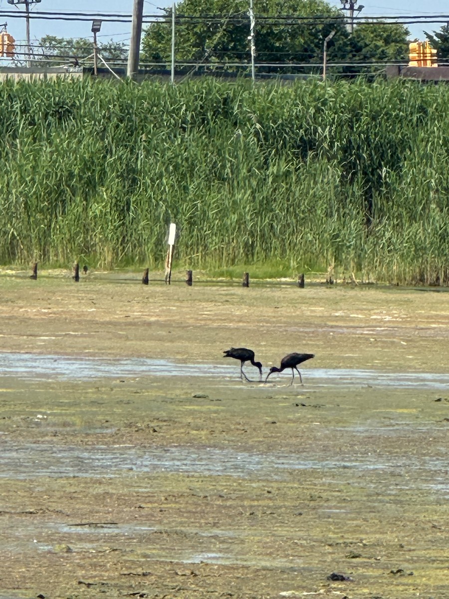 Glossy Ibis - ML620749054