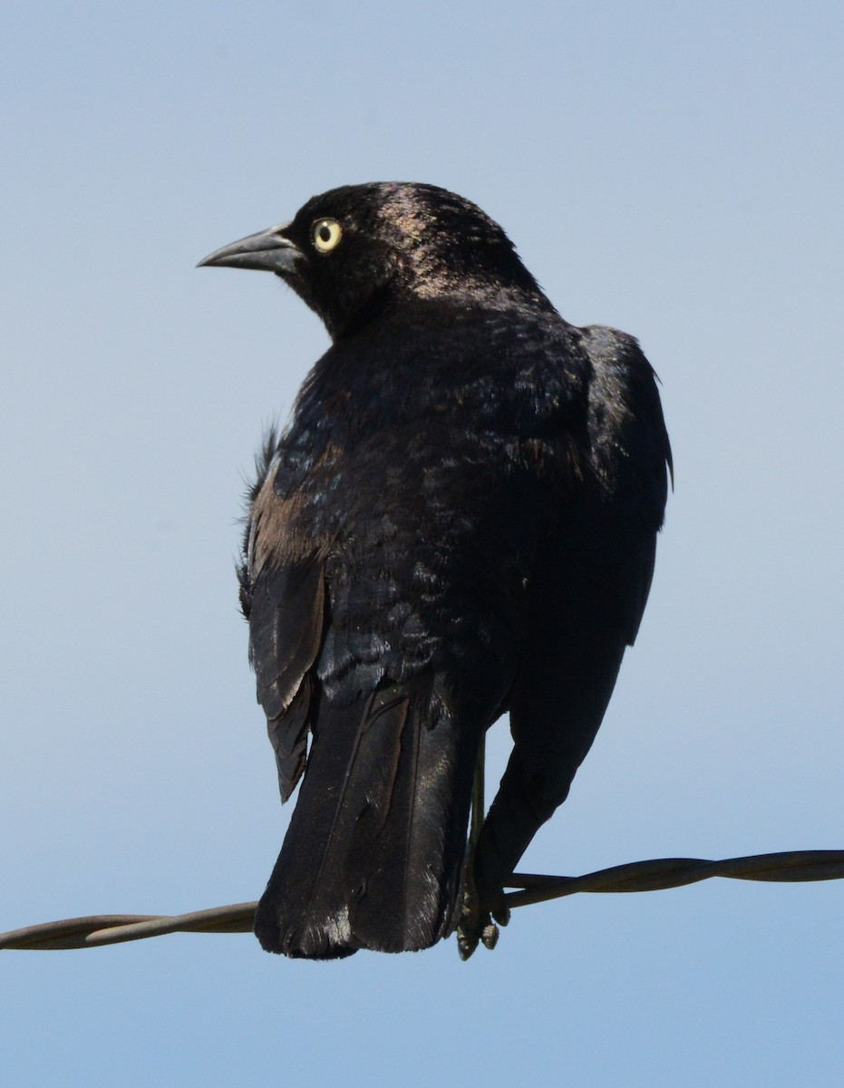 Brewer's Blackbird - ML620749094