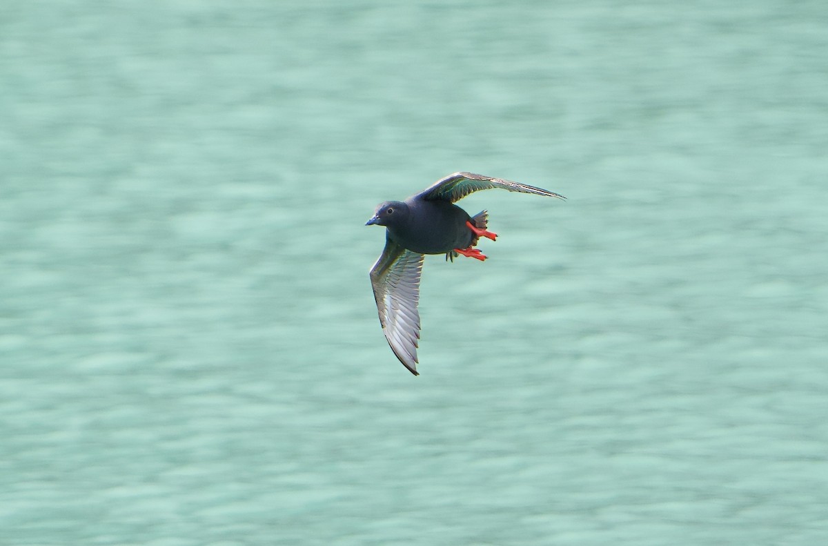 Pigeon Guillemot - ML620749095