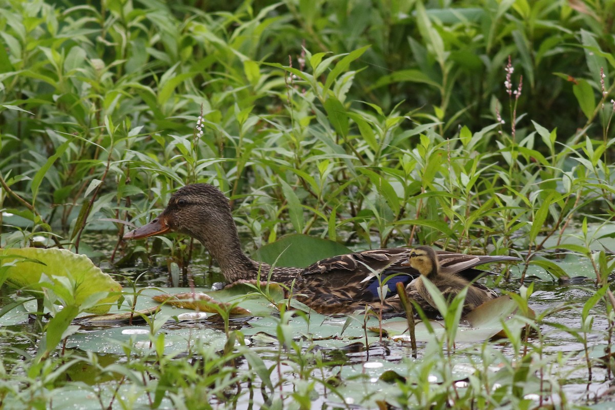 Canard colvert - ML620749096