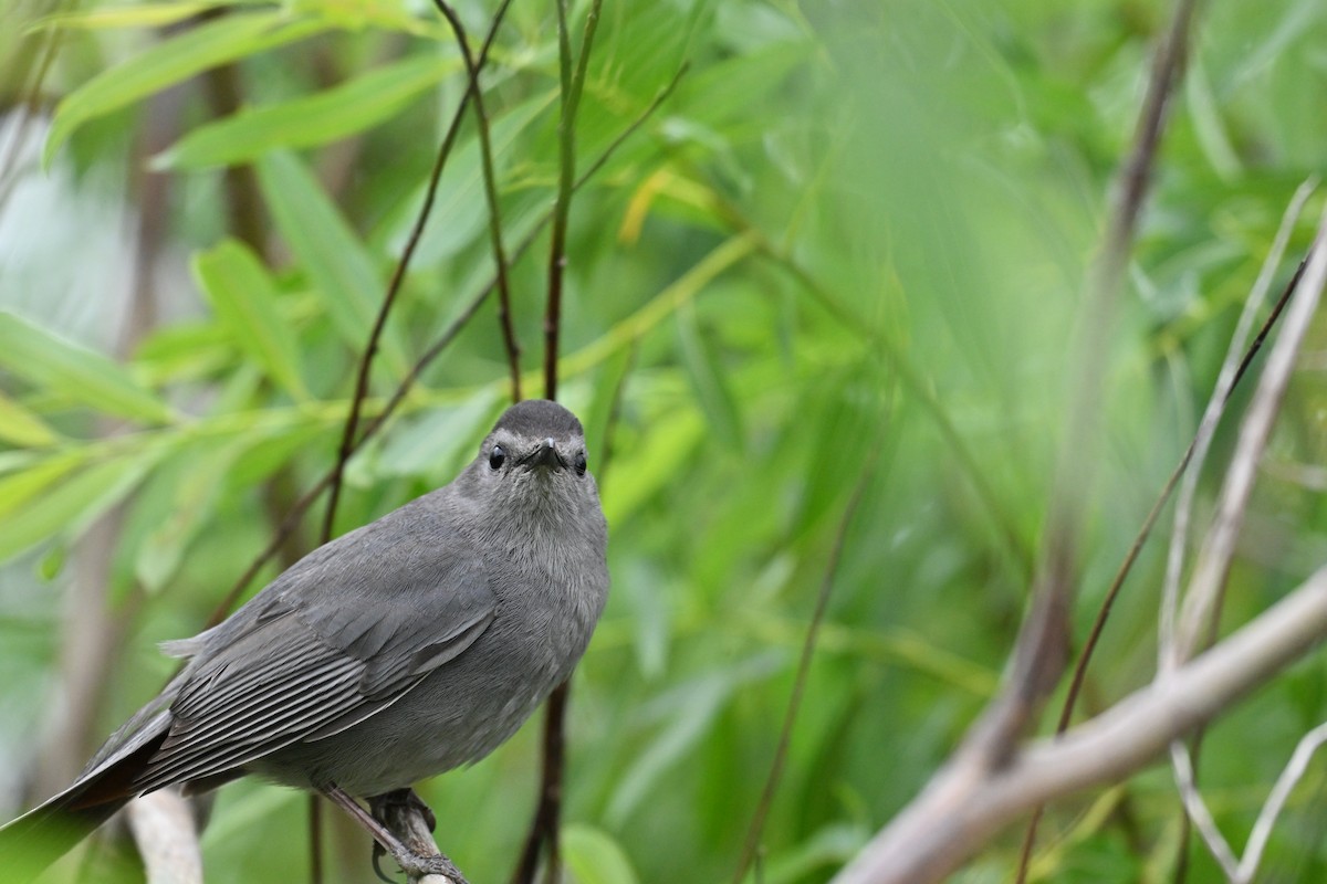 Gray Catbird - ML620749099