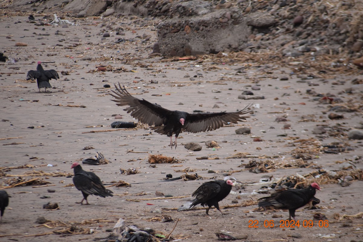 Turkey Vulture - ML620749101