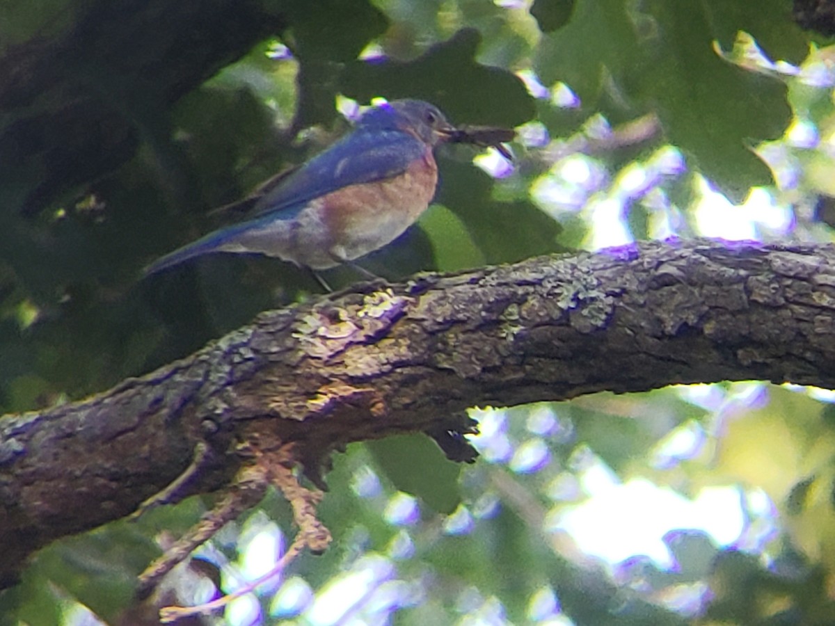 Eastern Bluebird - ML620749102