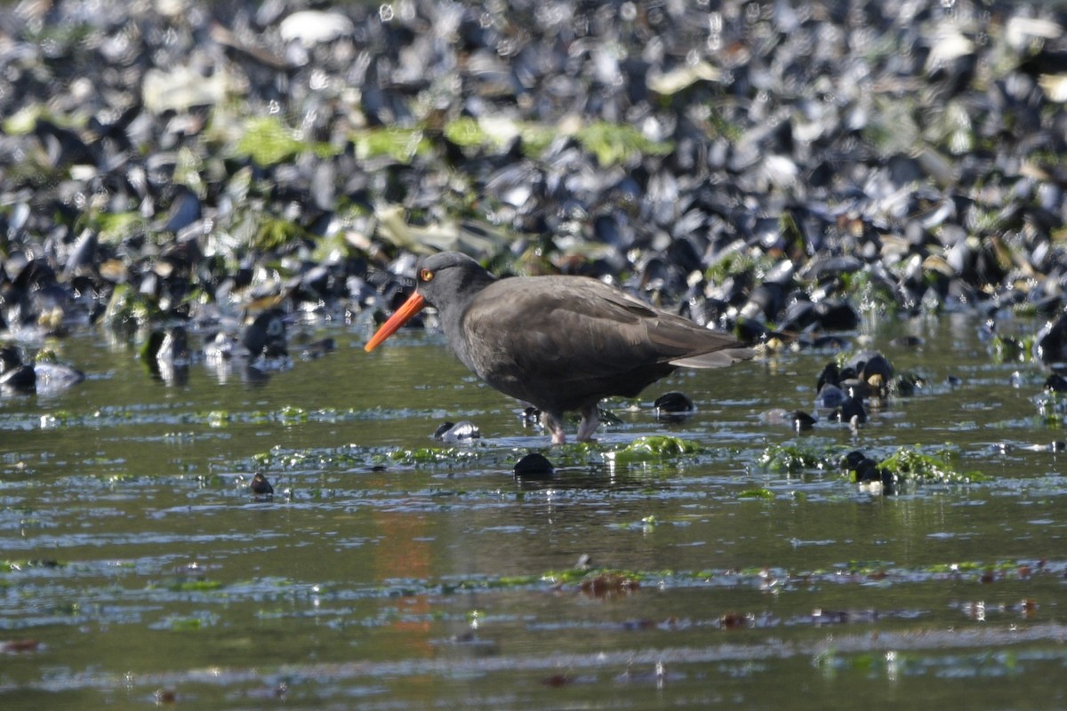 Black Oystercatcher - ML620749105