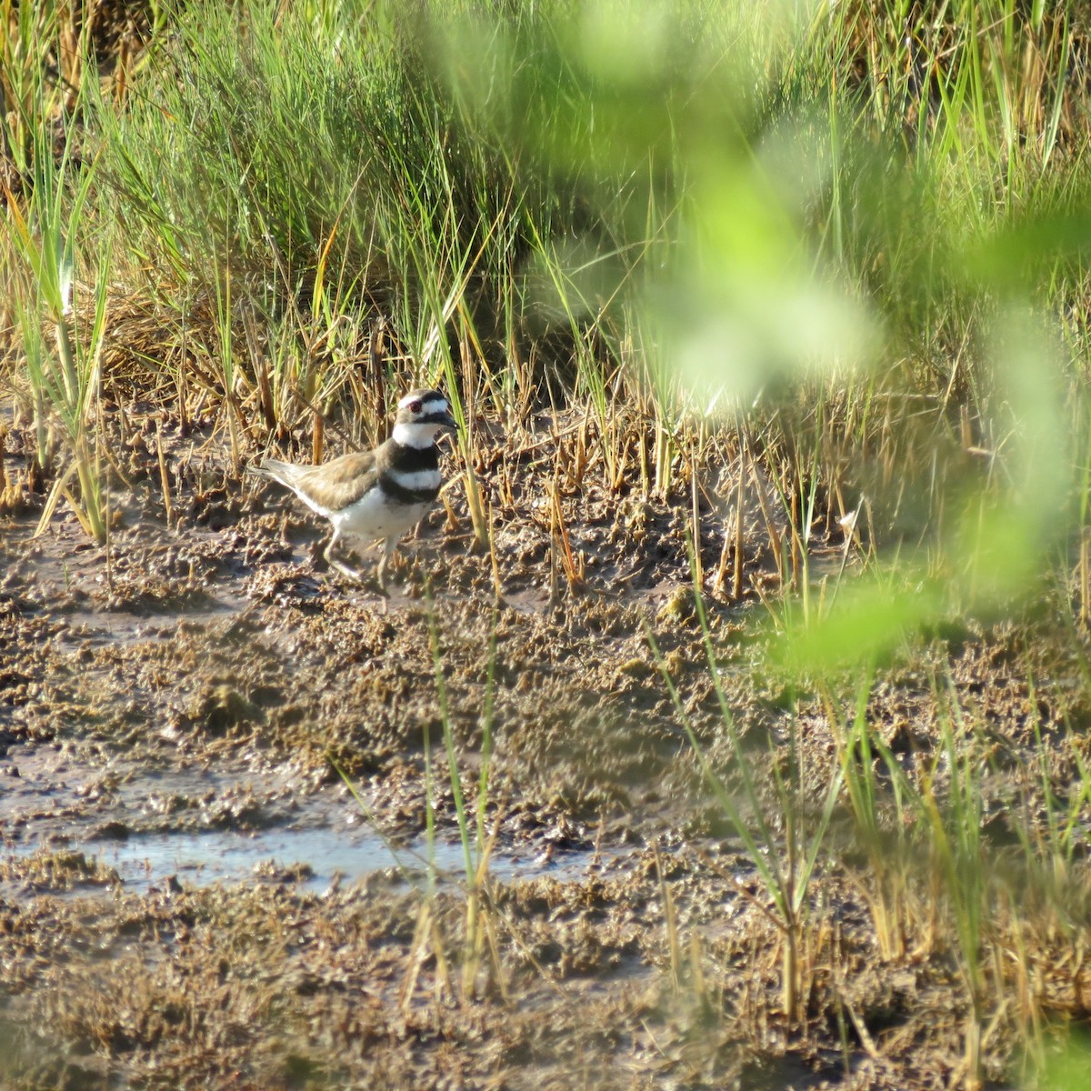 Killdeer - Frank Durso