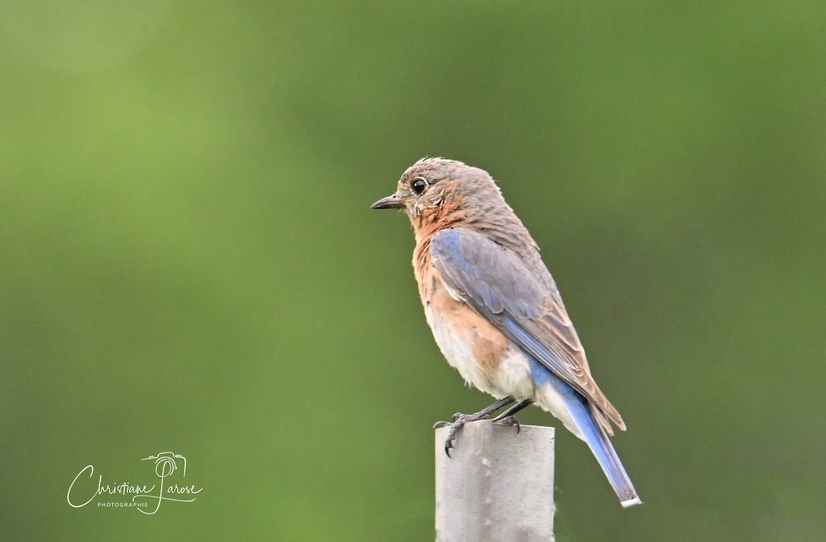 Eastern Bluebird - ML620749111