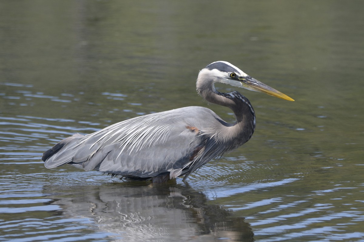 Great Blue Heron - Ian Thomson