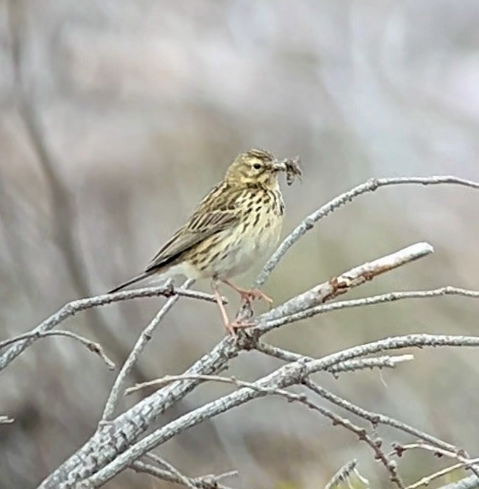 Meadow Pipit - ML620749121