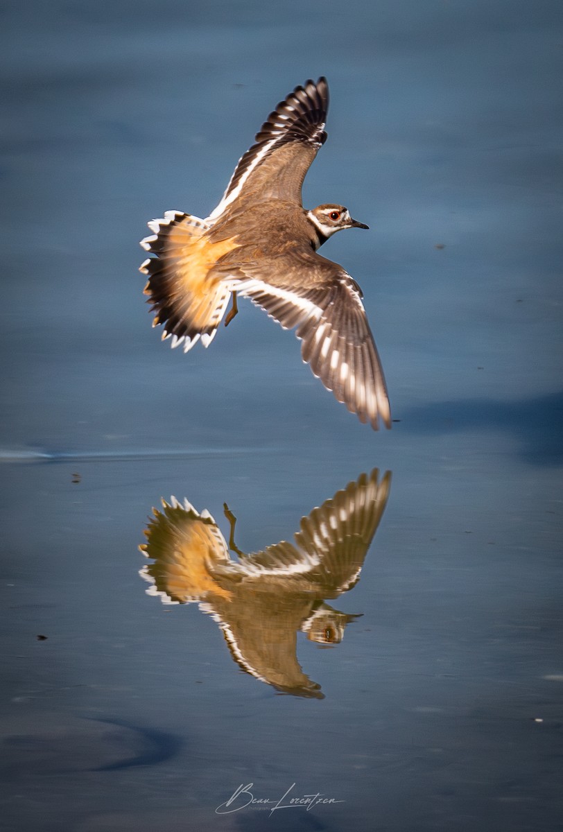 Killdeer - ML620749127