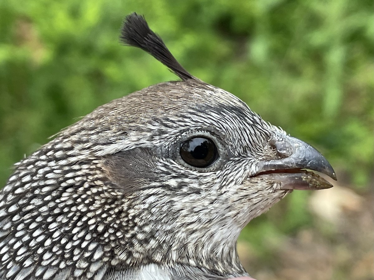 California Quail - ML620749128