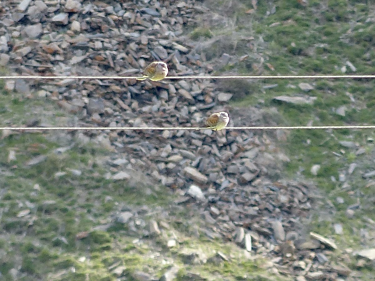 European Turtle-Dove - ML620749138