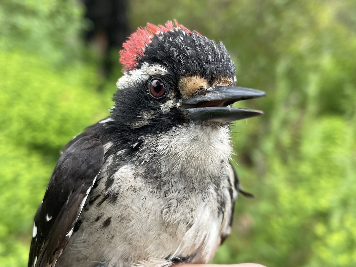 Nuttall's Woodpecker - ML620749140