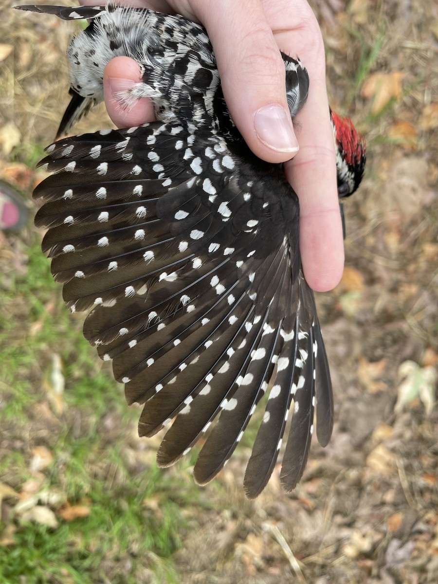 Nuttall's Woodpecker - ML620749141