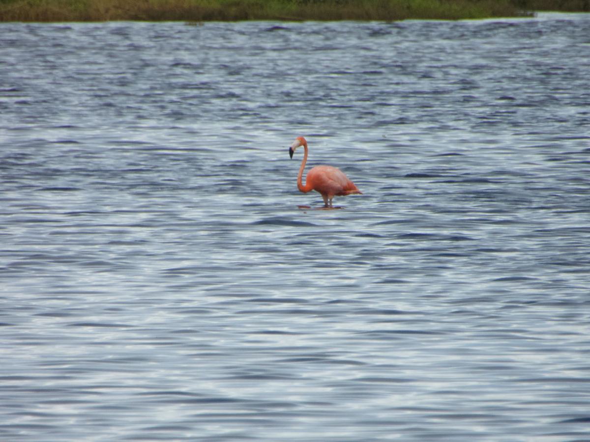 American Flamingo - ML620749147