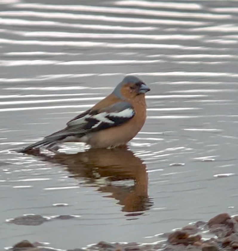 Common Chaffinch - ML620749151