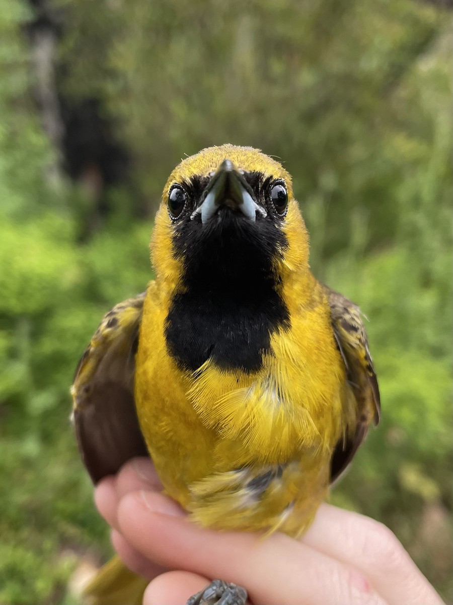 Hooded Oriole - ML620749164