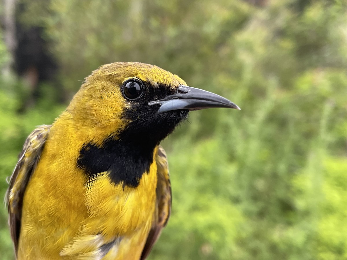 Hooded Oriole - ML620749165