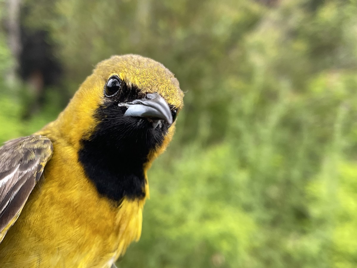 Hooded Oriole - ML620749166