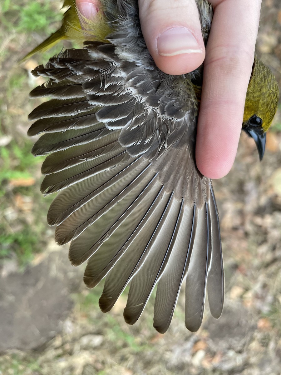 Hooded Oriole - ML620749167