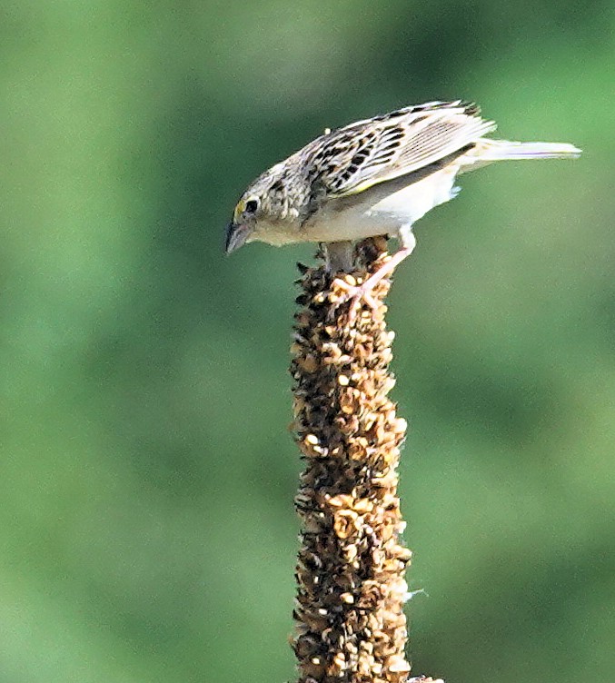 Grasshopper Sparrow - ML620749168