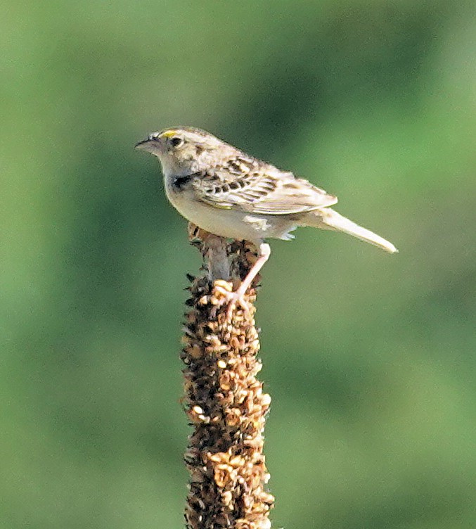 Grasshopper Sparrow - ML620749169