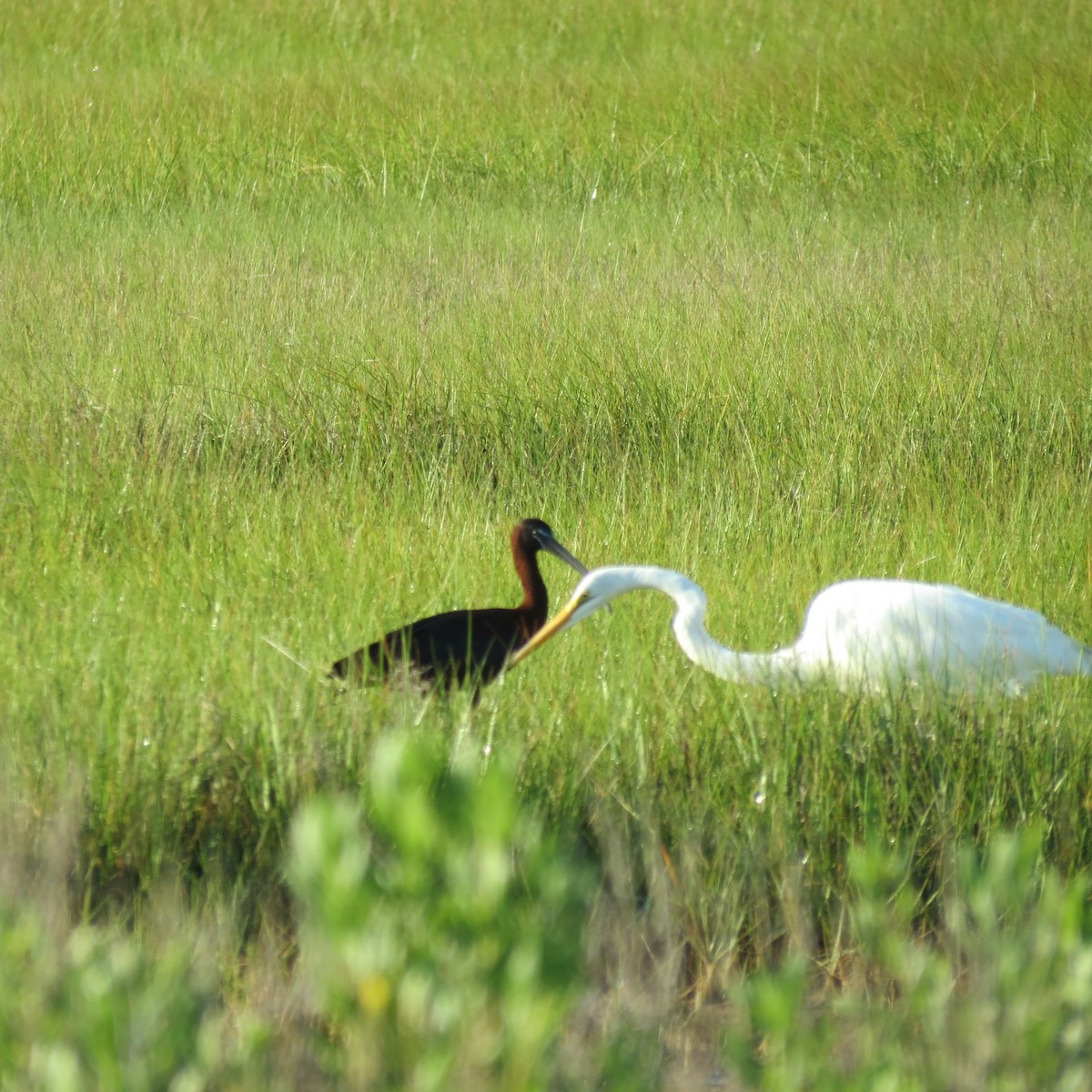 Glossy Ibis - ML620749175