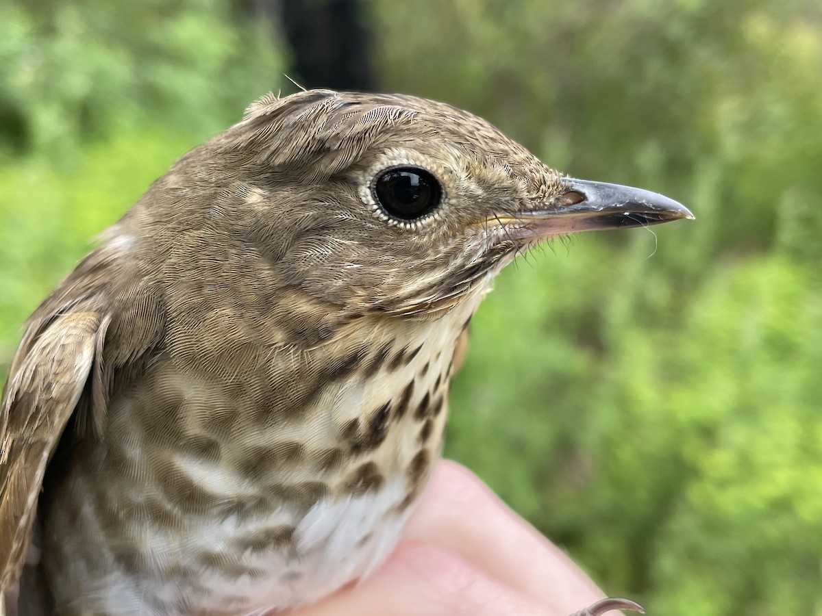 Swainson's Thrush - ML620749185