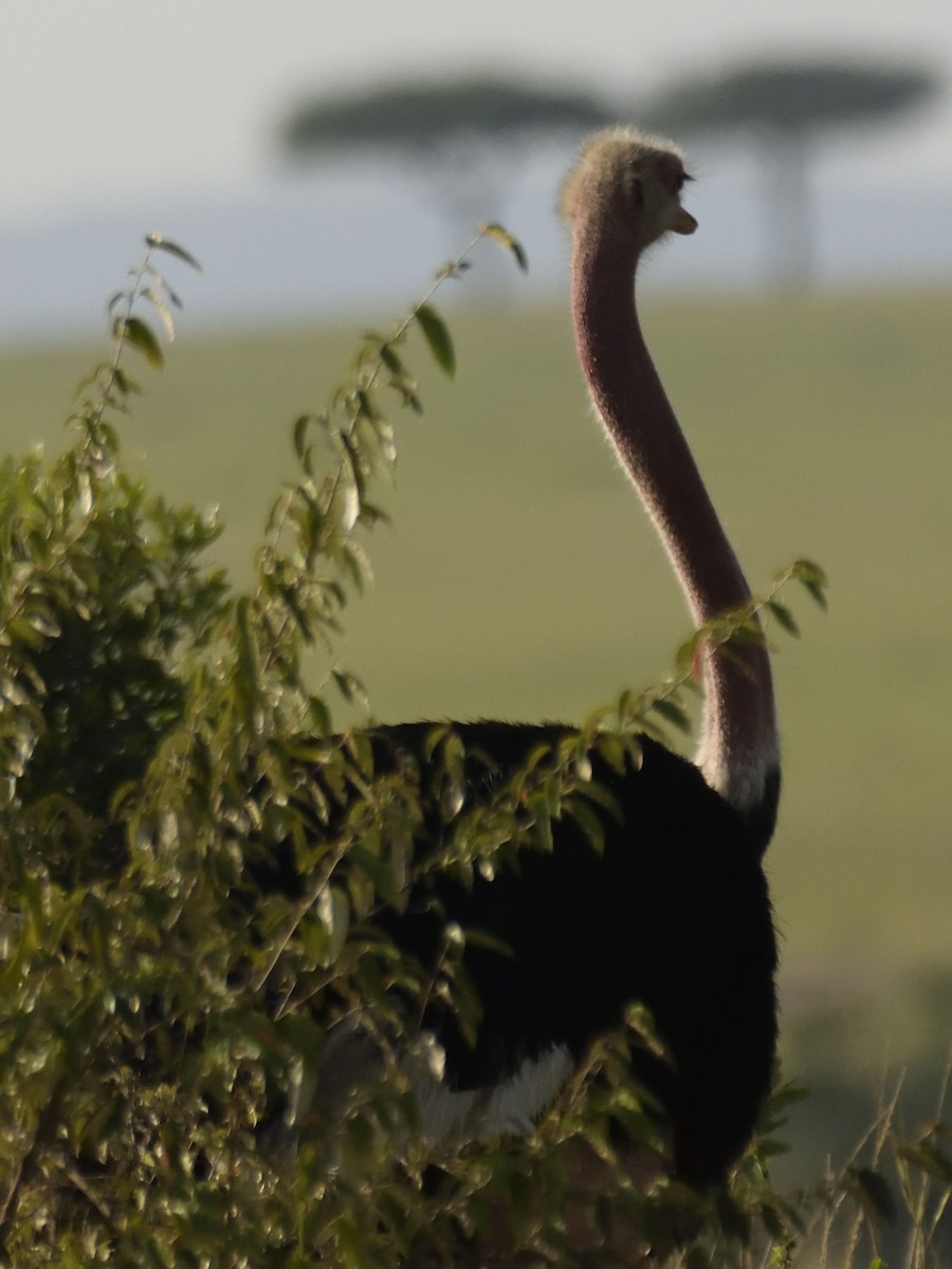 Африканский страус - ML620749190