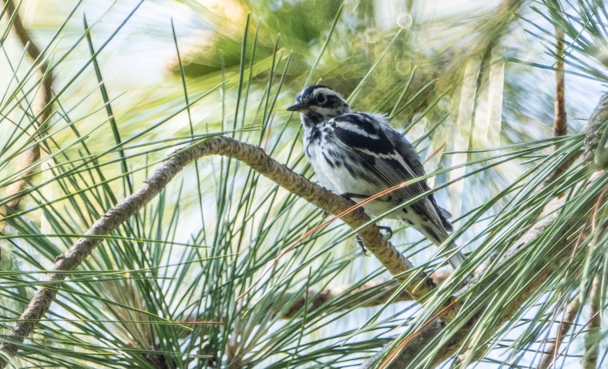 Black-and-white Warbler - ML620749215