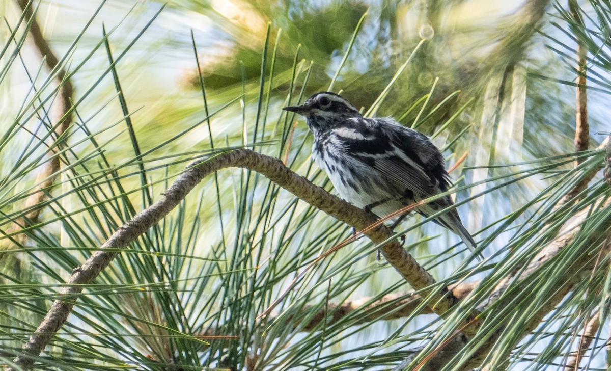 Black-and-white Warbler - ML620749216