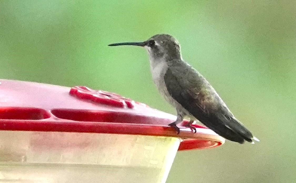 Black-chinned Hummingbird - ML620749223