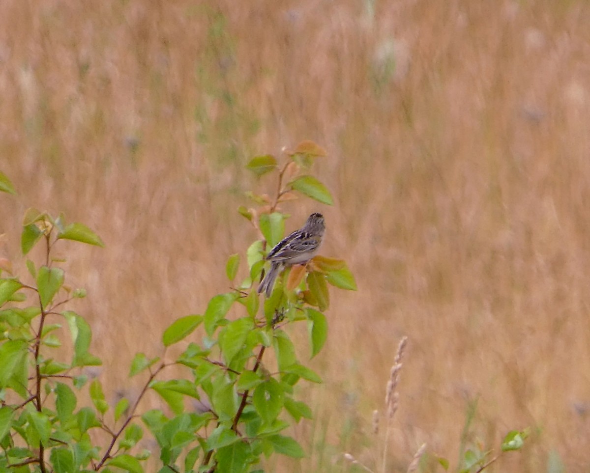 Grasshopper Sparrow - ML620749232