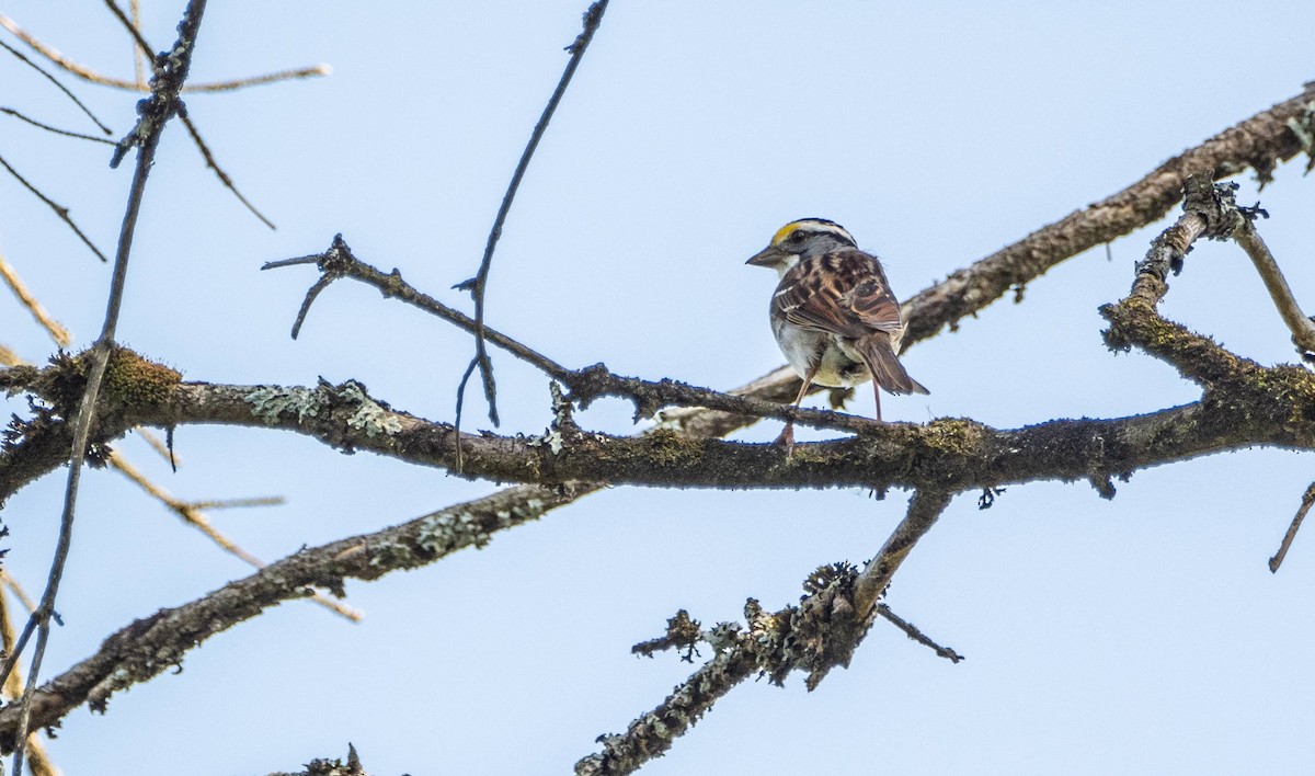 White-throated Sparrow - ML620749235