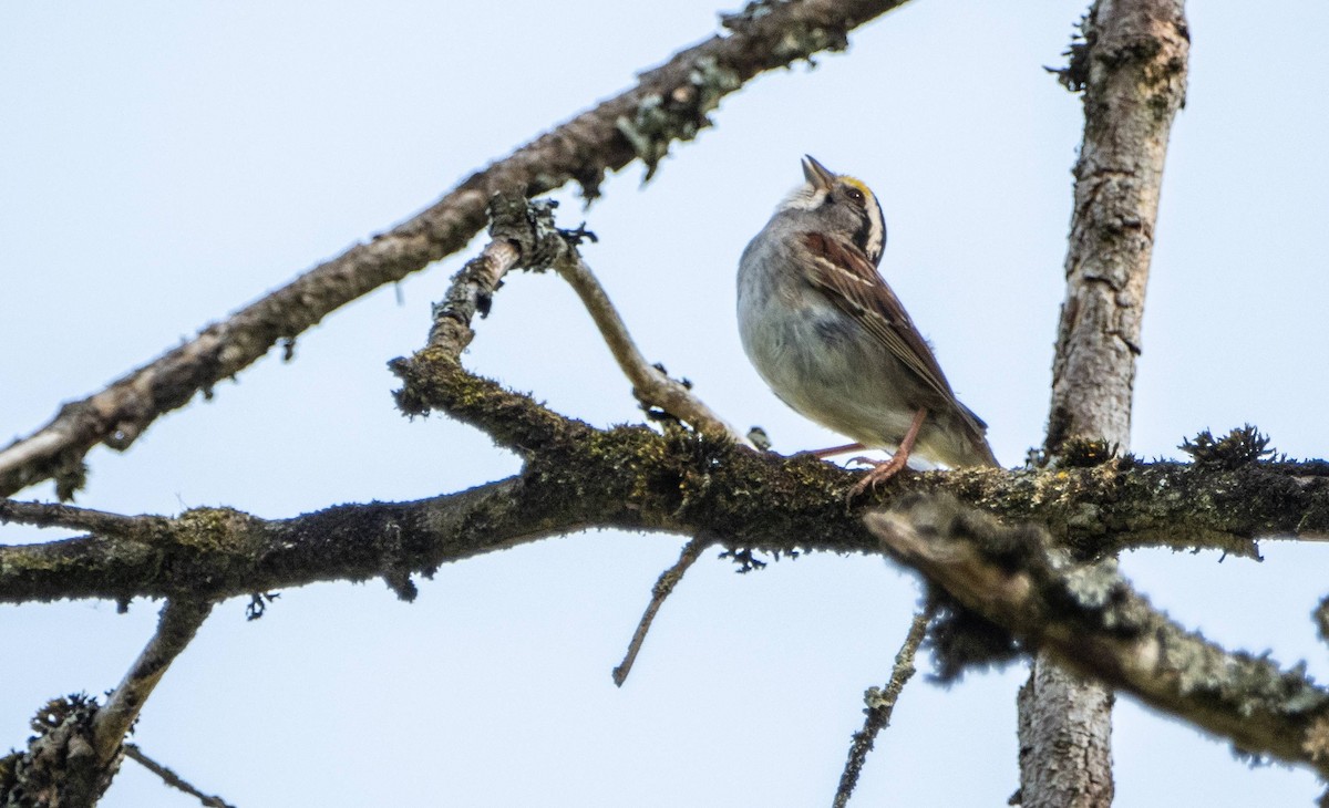 White-throated Sparrow - ML620749236