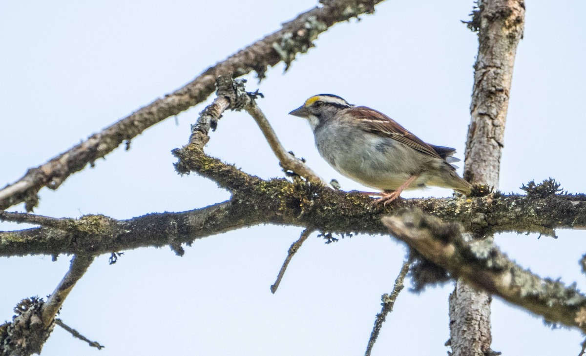 White-throated Sparrow - ML620749237