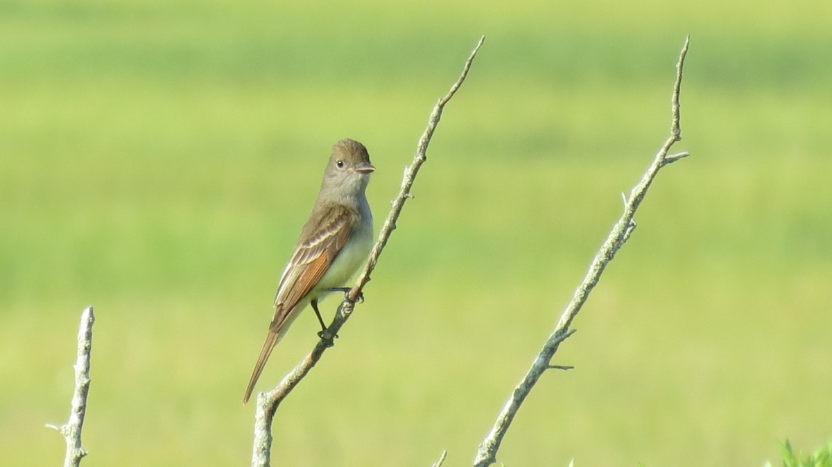 Great Crested Flycatcher - ML620749246