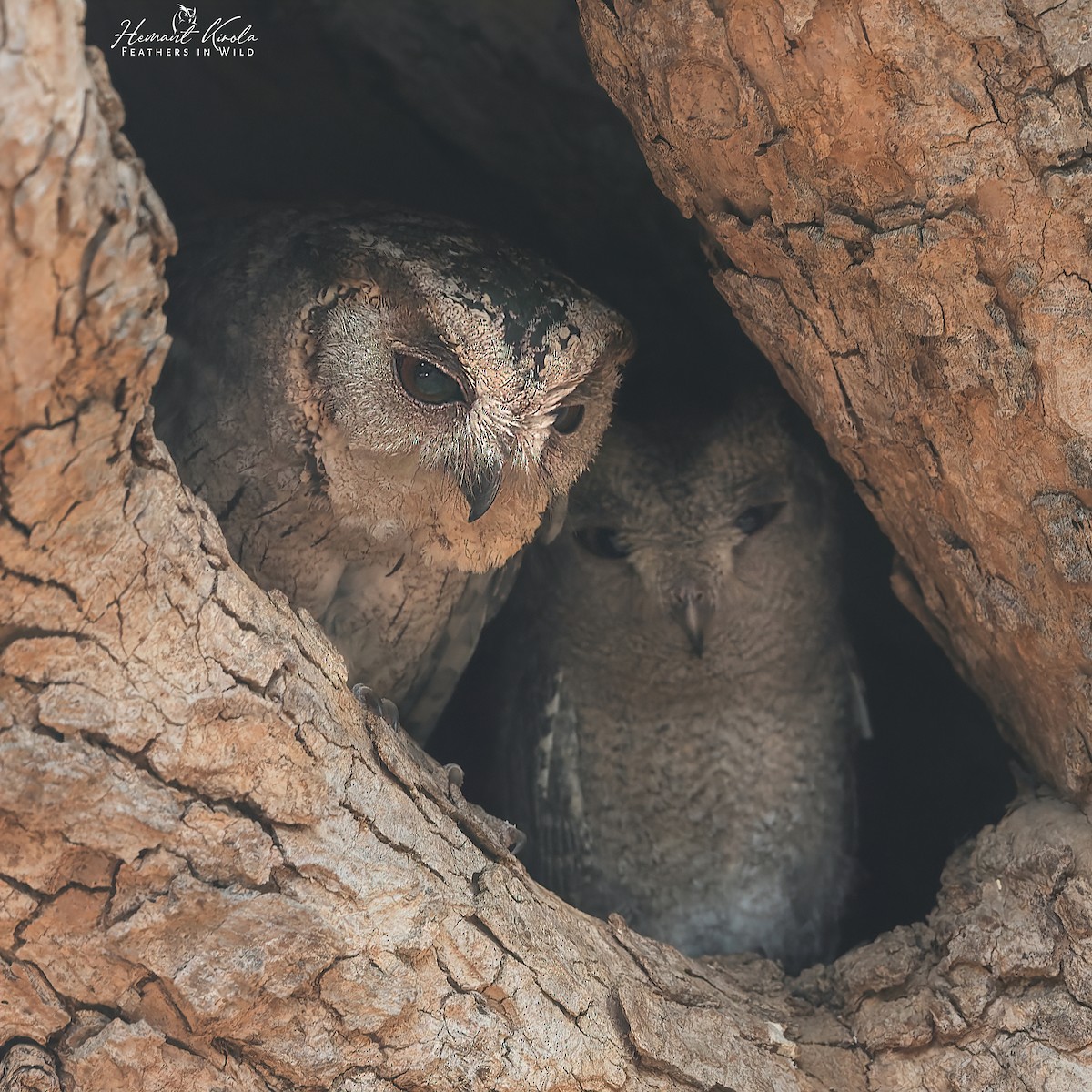Indian Scops-Owl - ML620749252